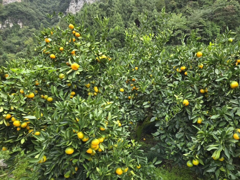 长江下游宜昌蜜桔现摘现发