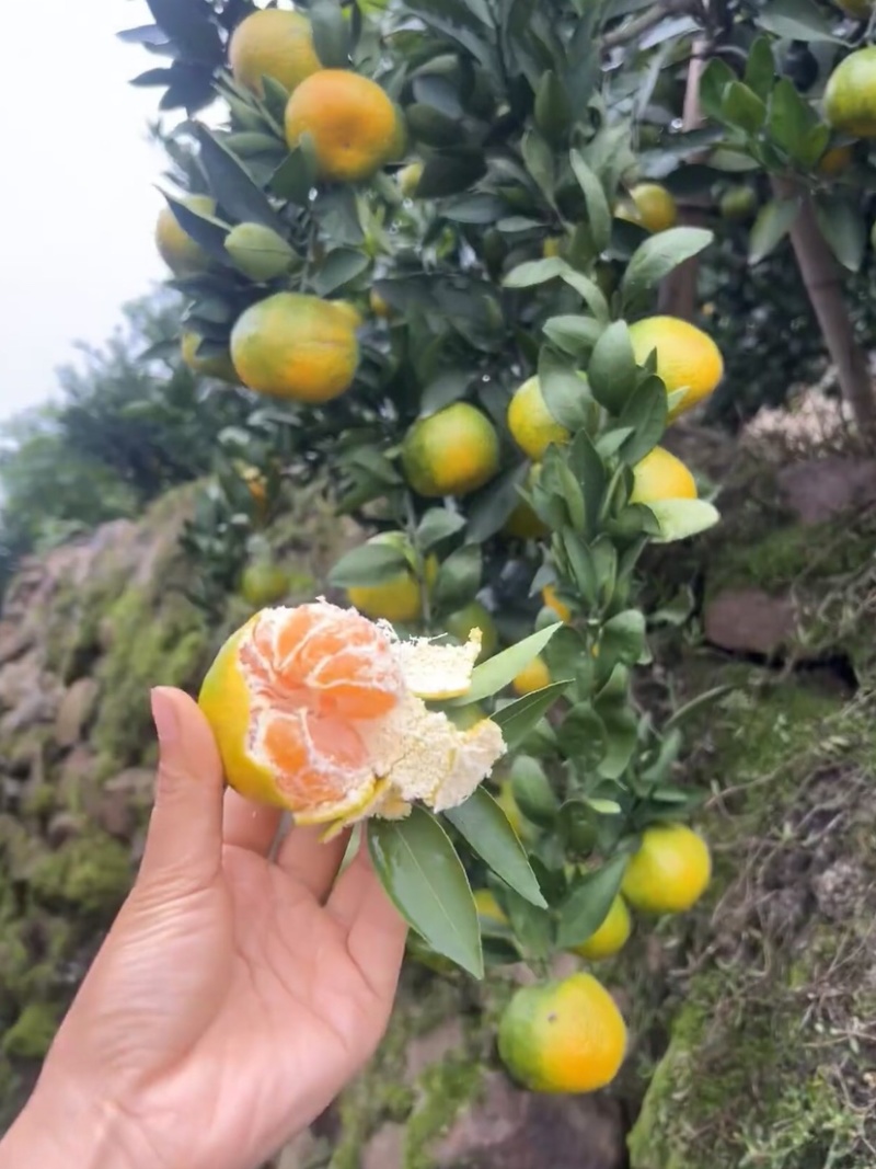 长江下游宜昌蜜桔现摘现发