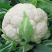 《菜花》松花菜/散花花菜/山东菜花/欢迎来电咨询合作