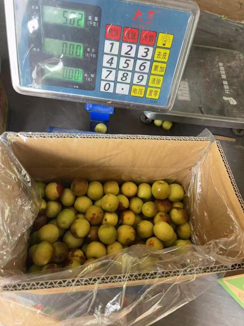 大棚沾化冬枣市场档口商超生鲜超市供货