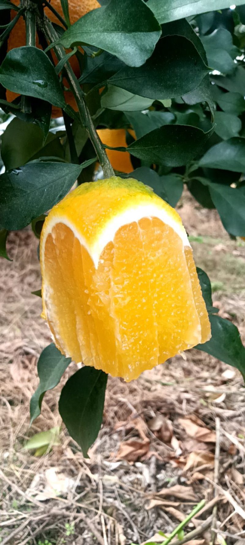 金堂爱媛果冻橙电商，团购，批发市场对接，