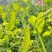 荷兰豆种籽豌豆籽种食荚大菜豆大田种高产大菜豌种子