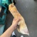 火烧牛蹄