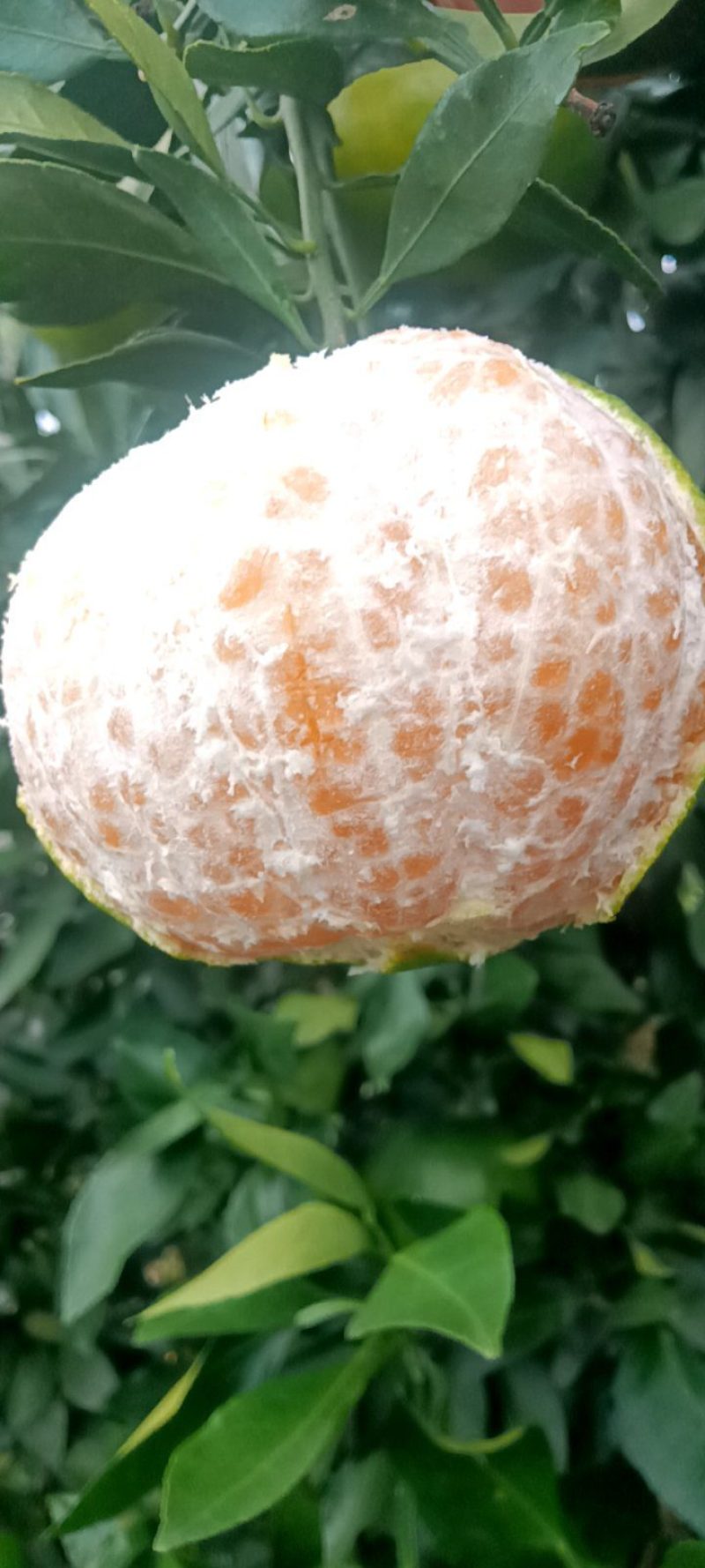 水果柑平