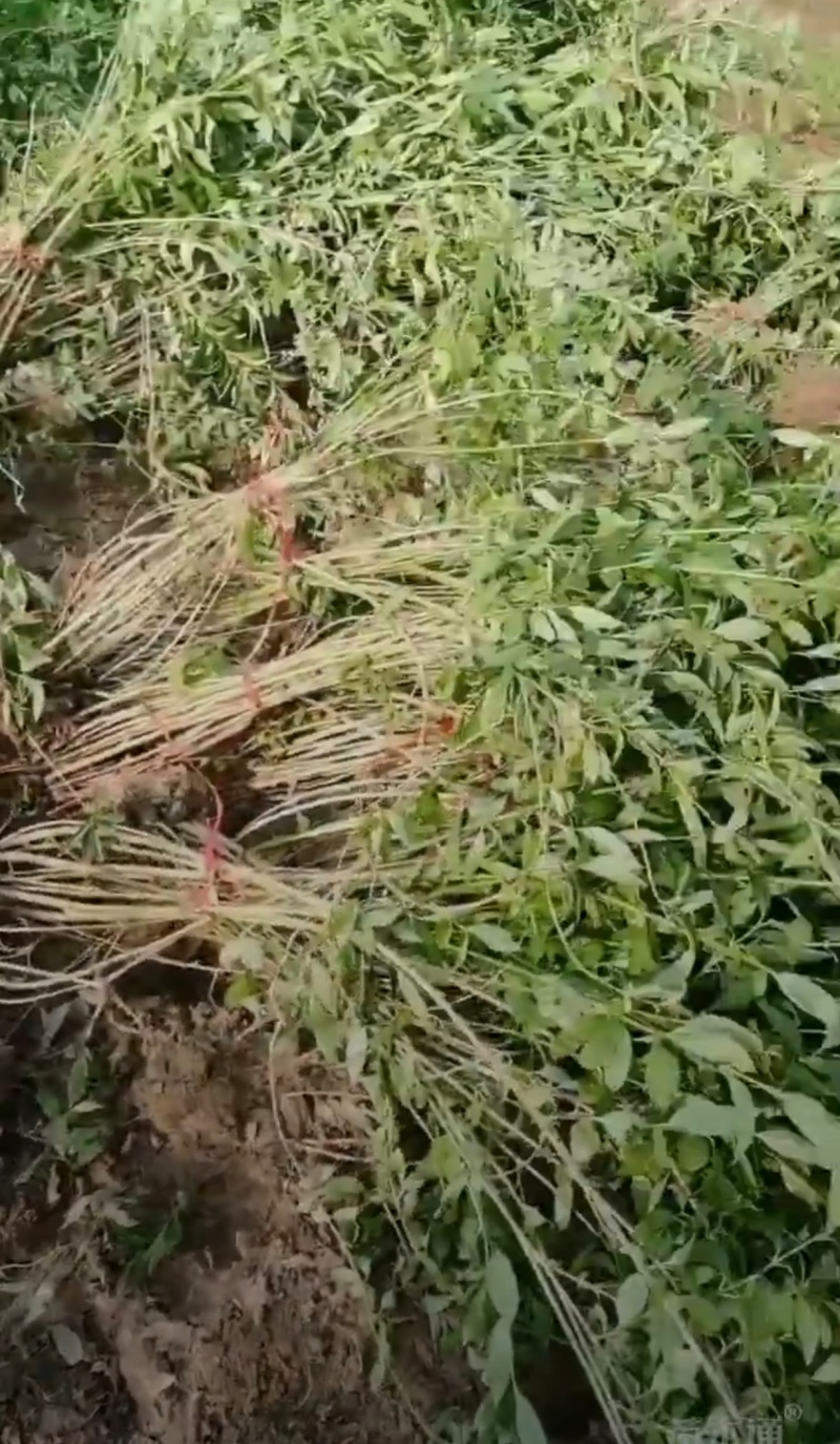 基地大量出售五分支以上连翘