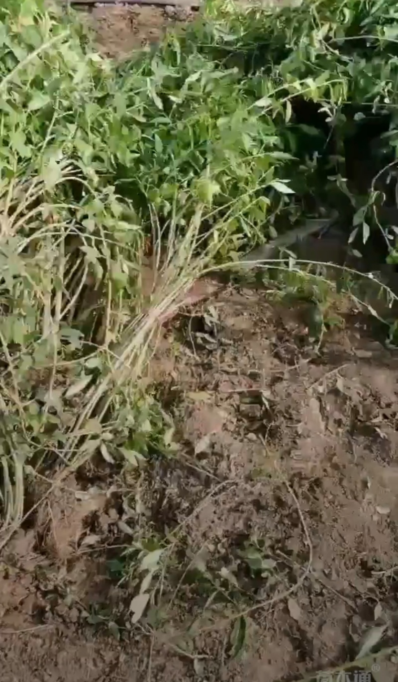 基地大量出售五分支以上连翘