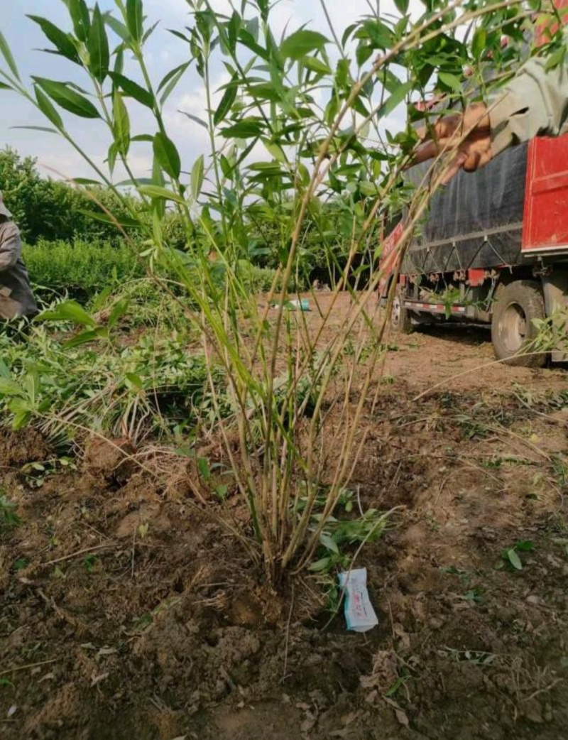 基地大量出售五分支以上连翘