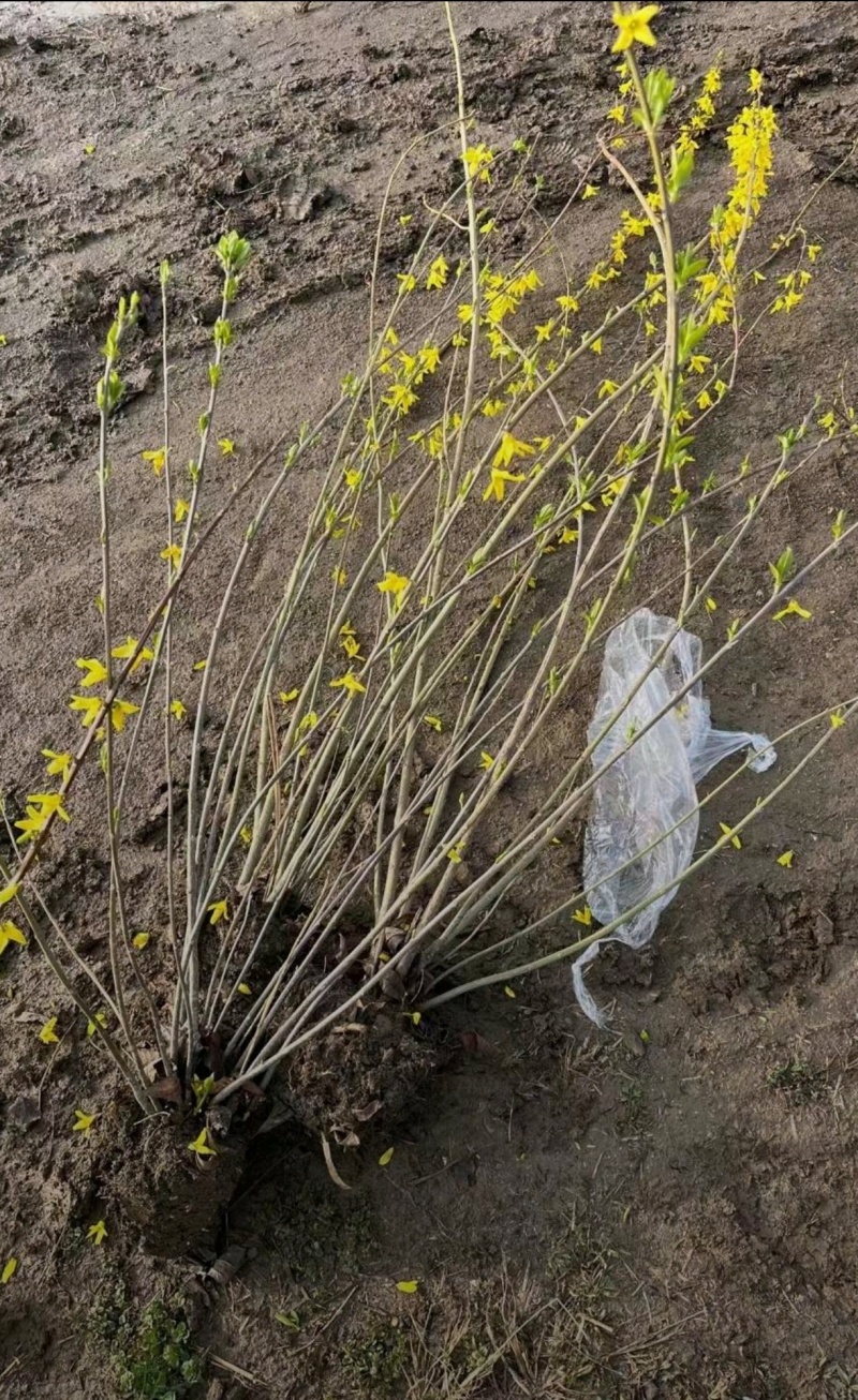 基地大量出售五分支以上连翘