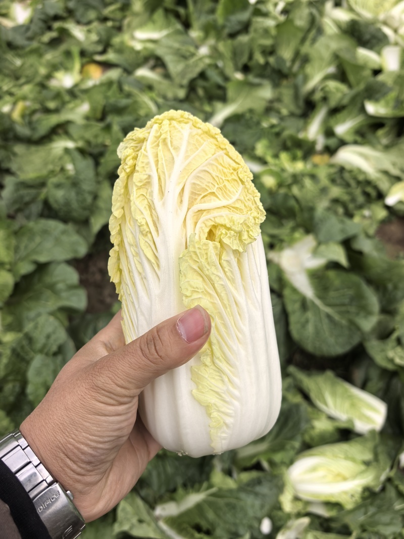 黄心大娃娃菜，常年有货，真空打氮，提供商检，专业出口