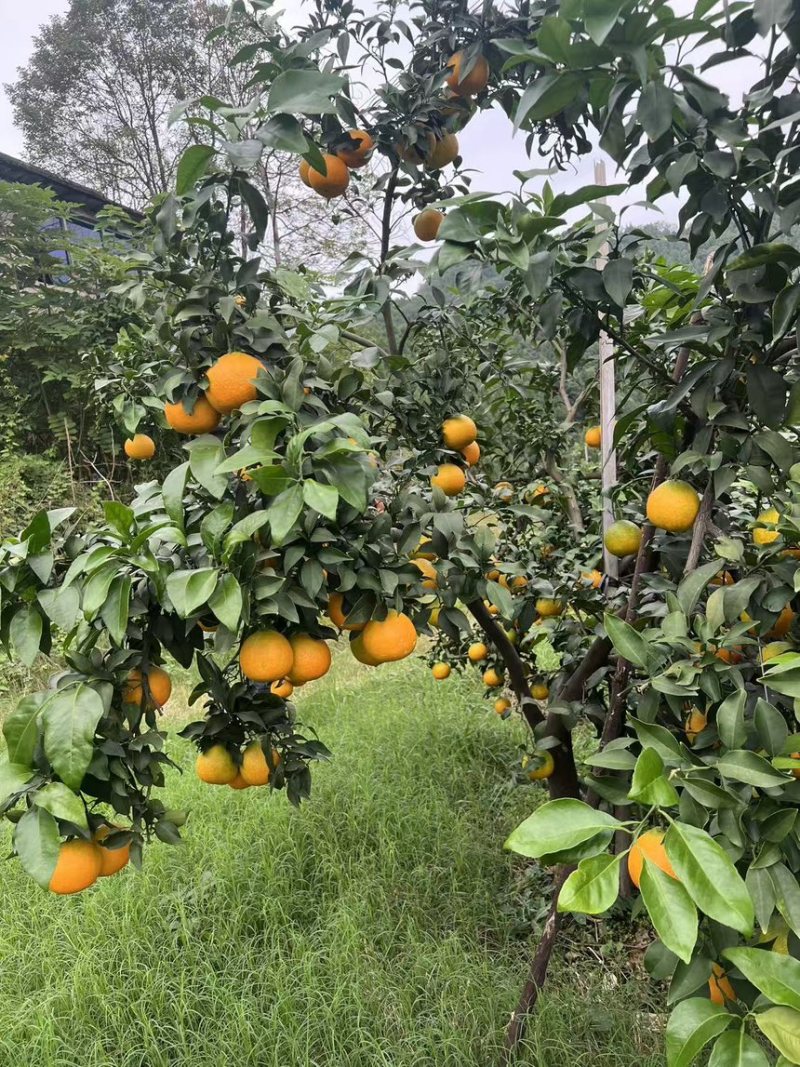 橙子爱媛38果冻橙皮薄多汁现摘现发产地直供欢迎咨询