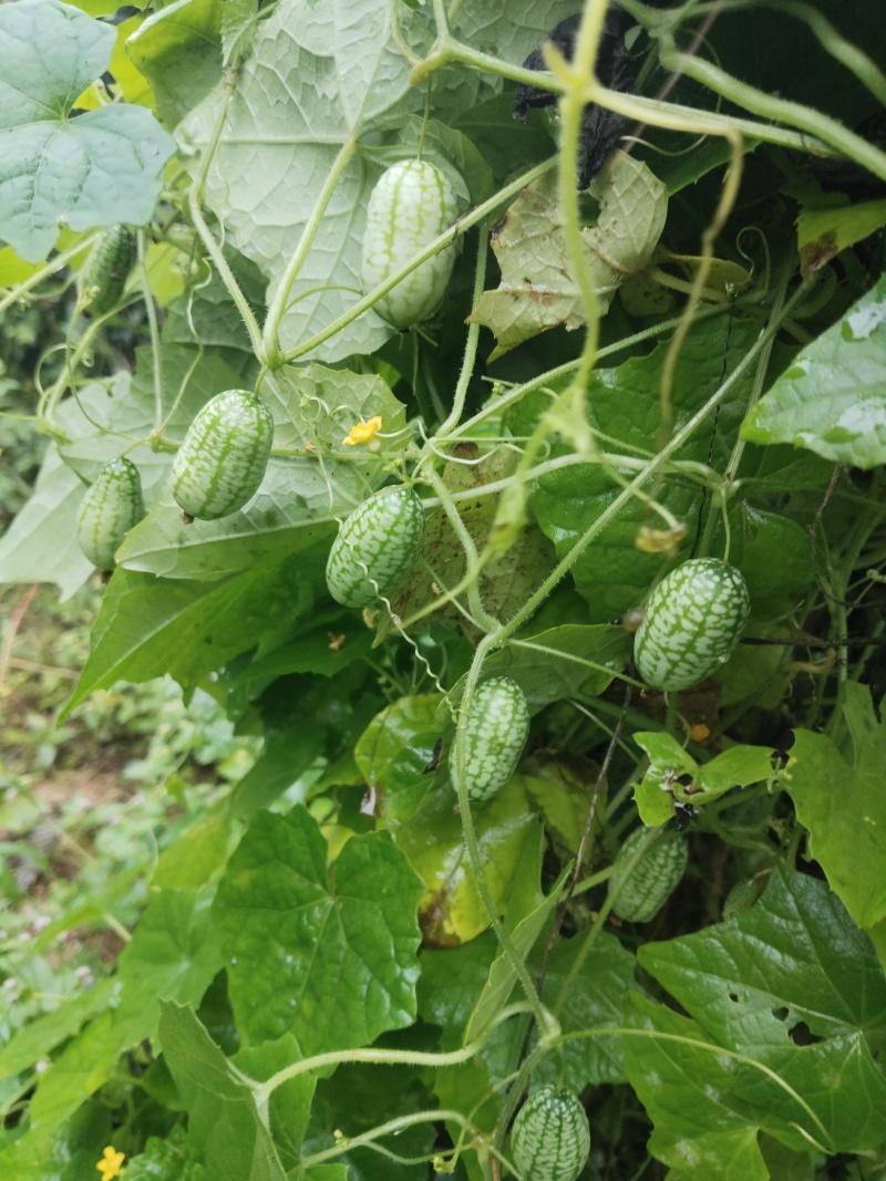 拇指西瓜