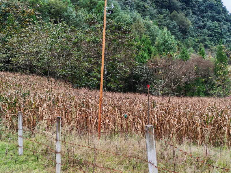 高山黄玉米
