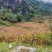 高山黄玉米