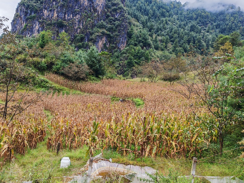 高山黄玉米