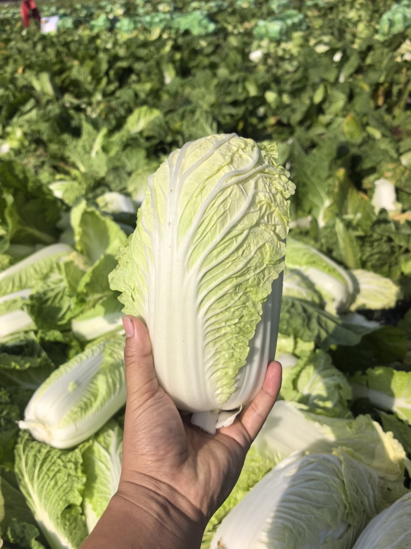 小娃娃菜，真空打氮，能提供商检，出口，韩国，俄罗斯，