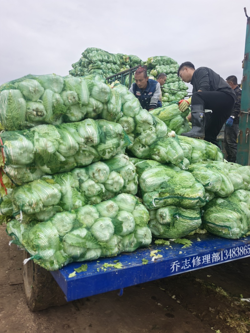 小娃娃菜，真空打氮，能提供商检，出口，韩国，俄罗斯，