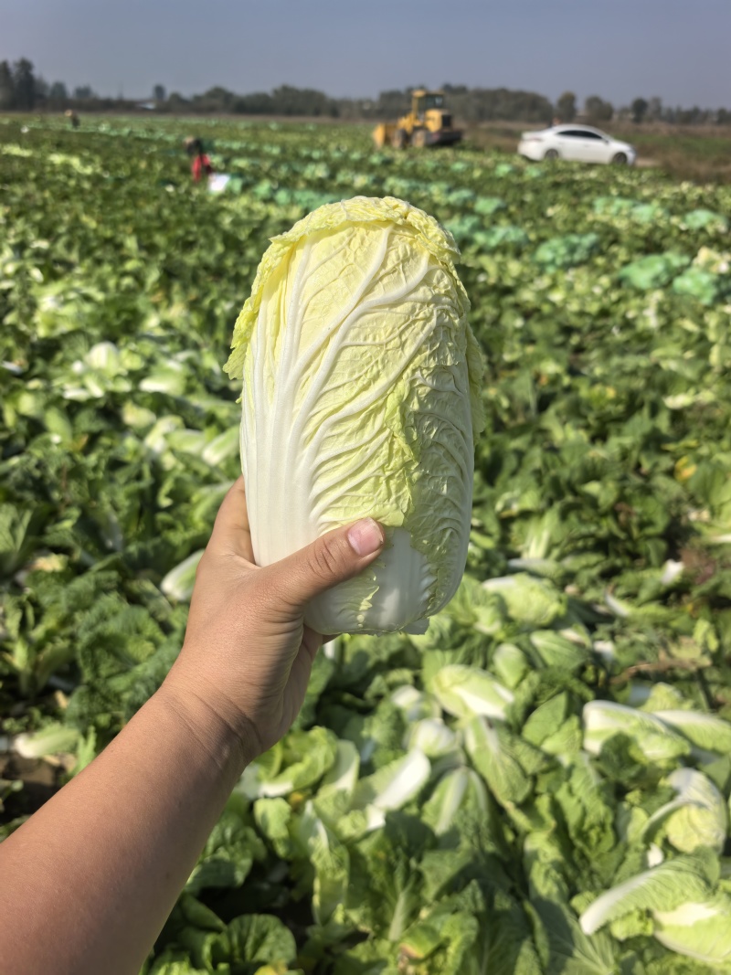 小娃娃菜，真空打氮，能提供商检，出口，韩国，俄罗斯，