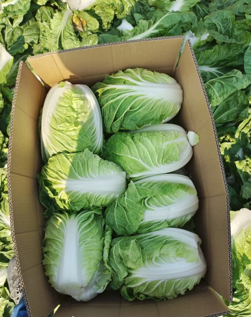 夏阳白菜大量有货基地直供品质优现摘现发可对接市场商超欢