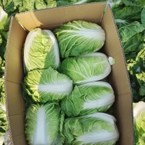 夏阳白菜大量有货基地直供品质优现摘现发可对接市场商超欢