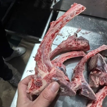 牛肋眼骨
