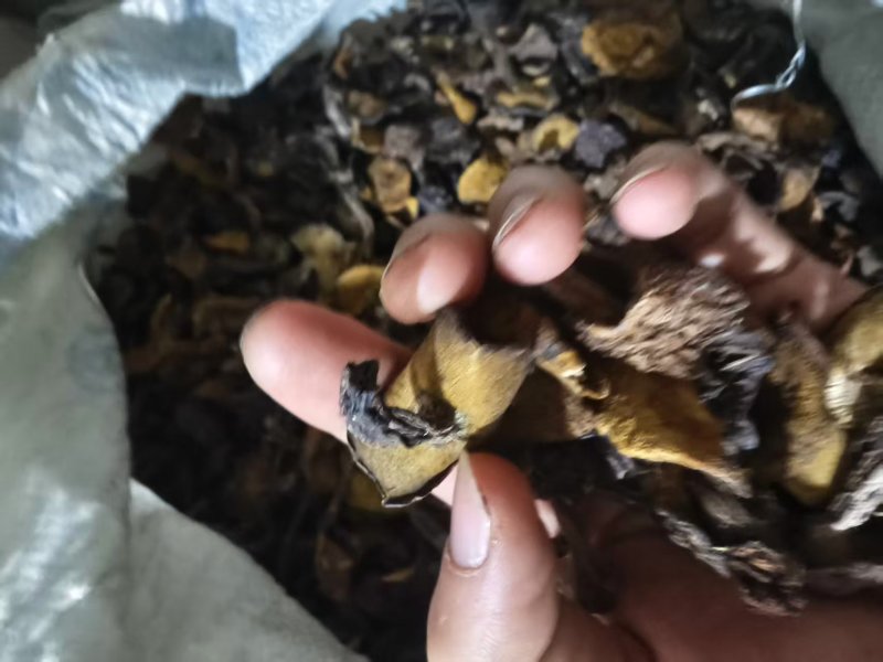 精品头茬手选松蘑烤干，无虫，吃起来味道香醇，一手货源。