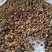 精品头茬手选松蘑烤干，无虫，吃起来味道香醇，一手货源。