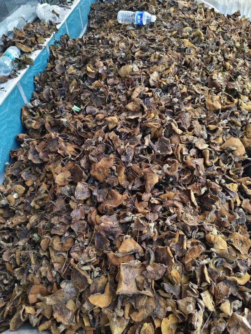 精品头茬手选松蘑烤干，无虫，吃起来味道香醇，一手货源。