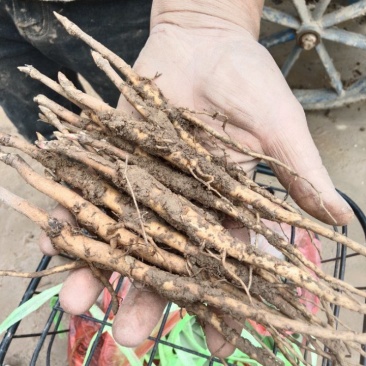 【正宗】特级牡丹苗花色多样可供选择品质好成活率高