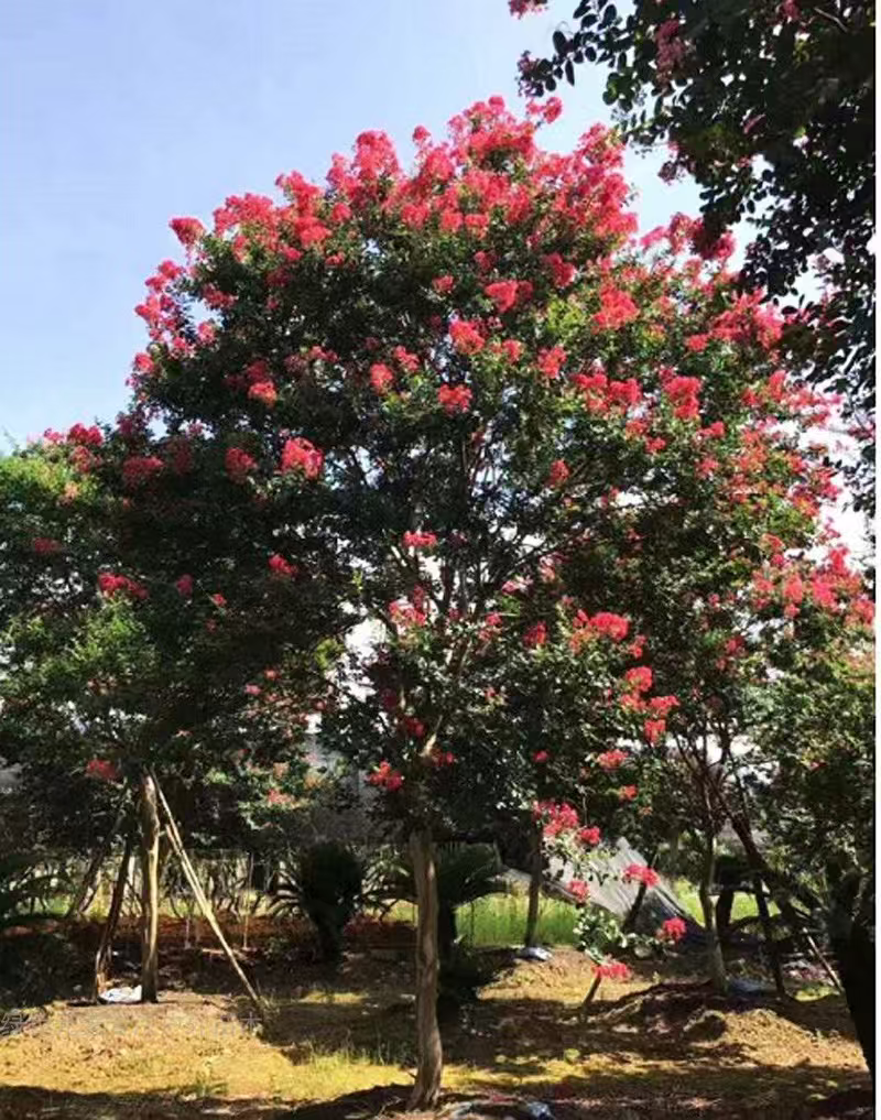 紫薇