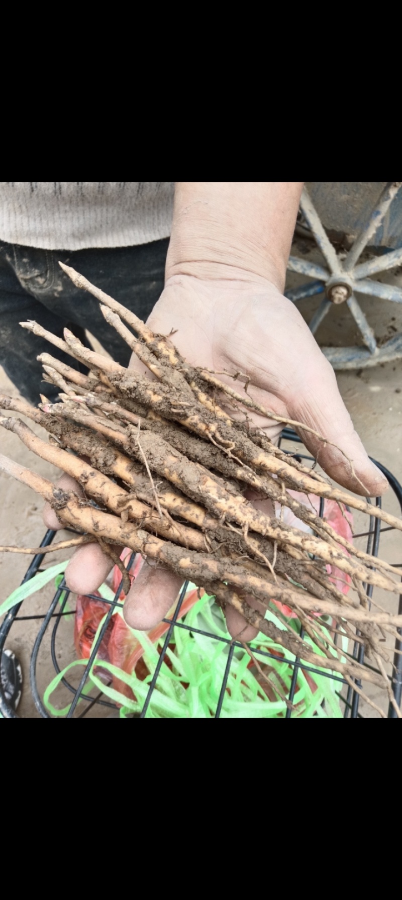 【正宗】特级牡丹苗花色多样可供选择品质好成活率高