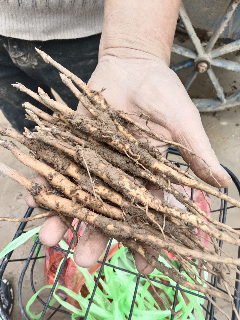 【正宗】特级牡丹苗花色多样可供选择品质好成活率高