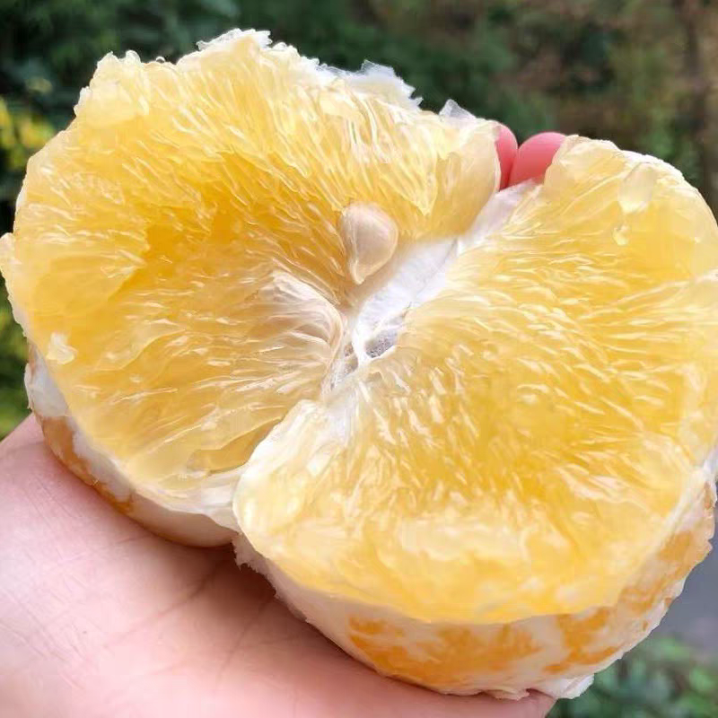 《葡萄柚》平和柚子/黄金葡萄柚/电商货源/一件代发供应
