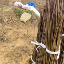 黄白苗