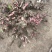 【推荐】安徽亳州优质白芍苗品种优良可免费提供种植技术