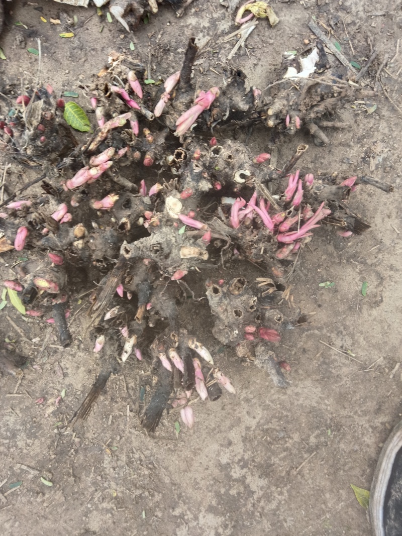 【推荐】安徽亳州优质白芍苗品种优良可免费提供种植技术