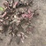 【推荐】安徽亳州优质白芍苗品种优良可免费提供种植技术