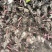 【推荐】安徽亳州优质白芍苗品种优良可免费提供种植技术