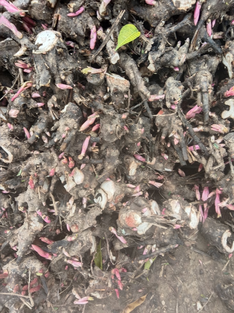 【推荐】安徽亳州优质白芍苗品种优良可免费提供种植技术