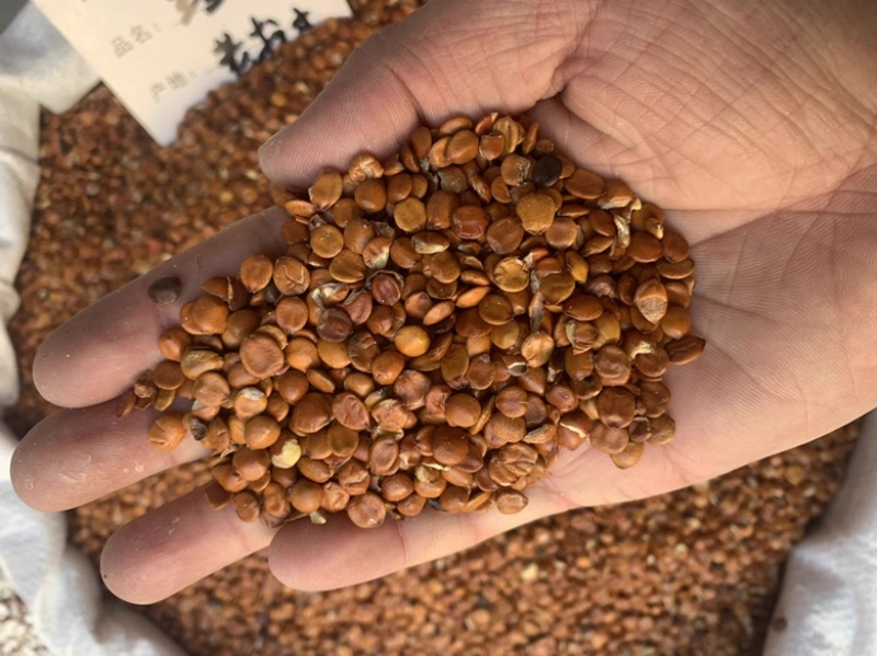 枣仁理枣仁酸枣仁炒枣仁生枣仁各种规格中药材批发零售