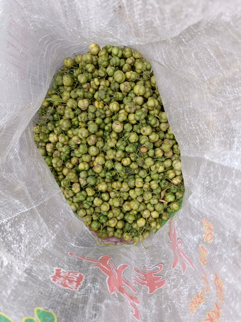 黄精种子