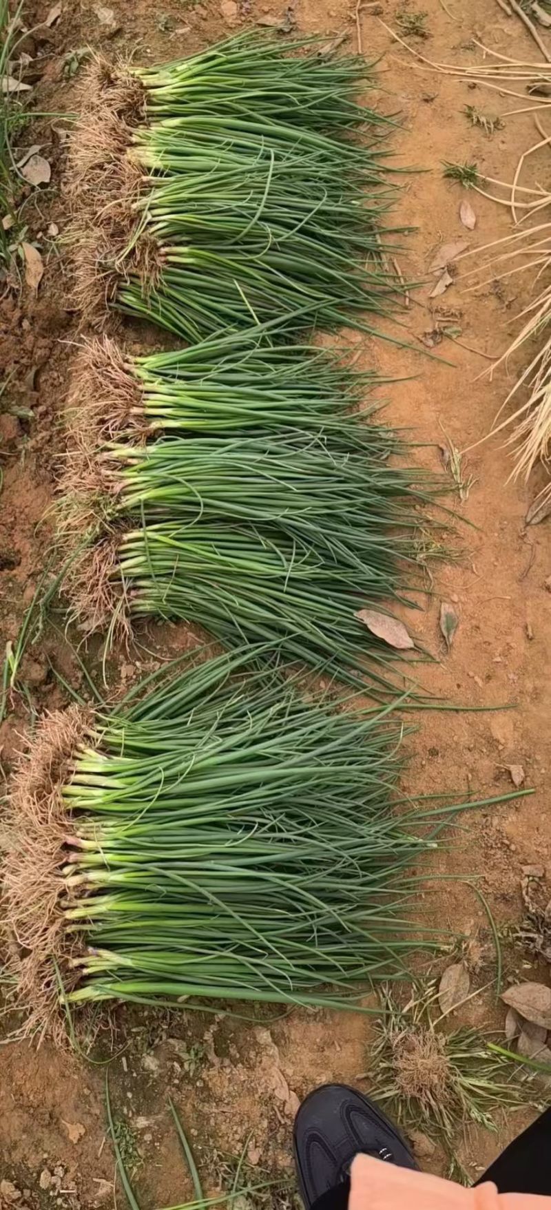 水果洋葱苗