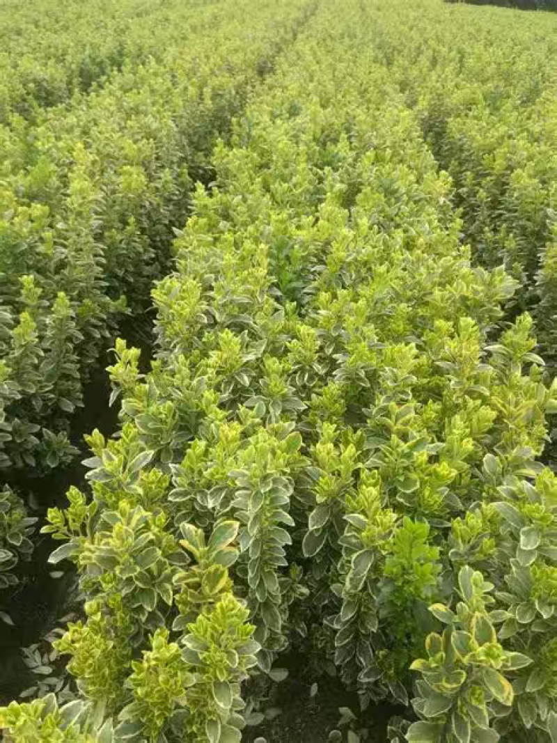 金边黄杨