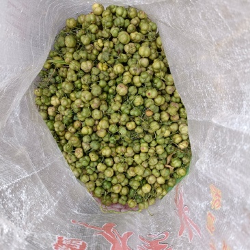 黄精种子