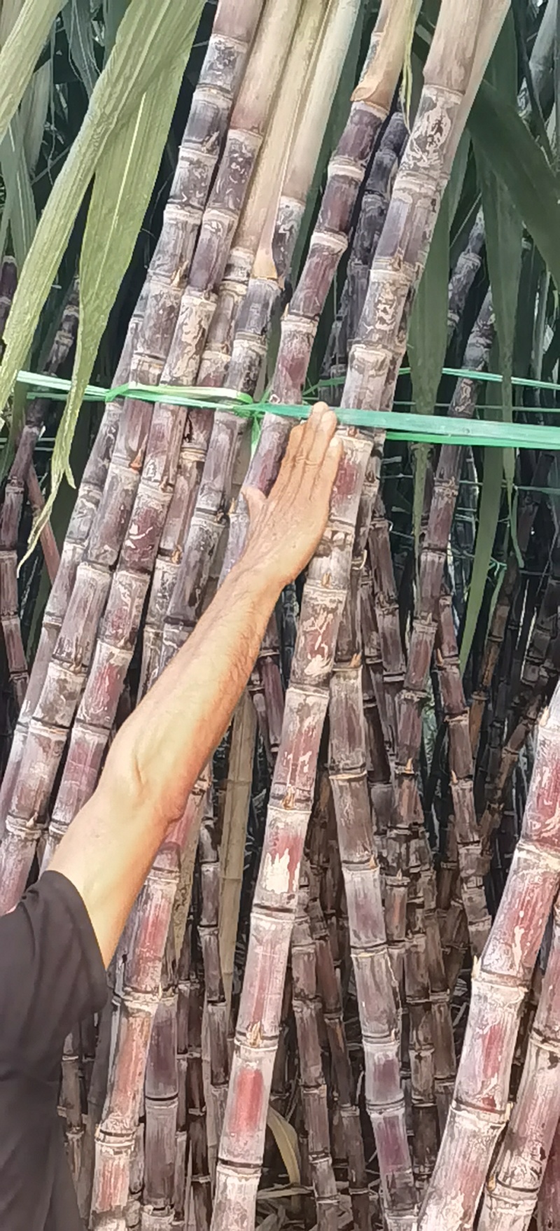 黑皮甘蔗