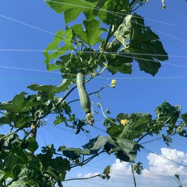 丝瓜种植基地价格优惠