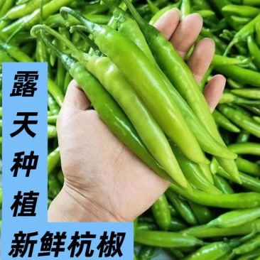 精品大杭椒今日报价质量好品质有保障电商超市各大市场联系