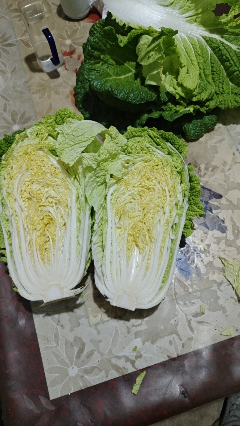 山东黄心大白菜大量上市，包心实，质量保证欢迎客户选购