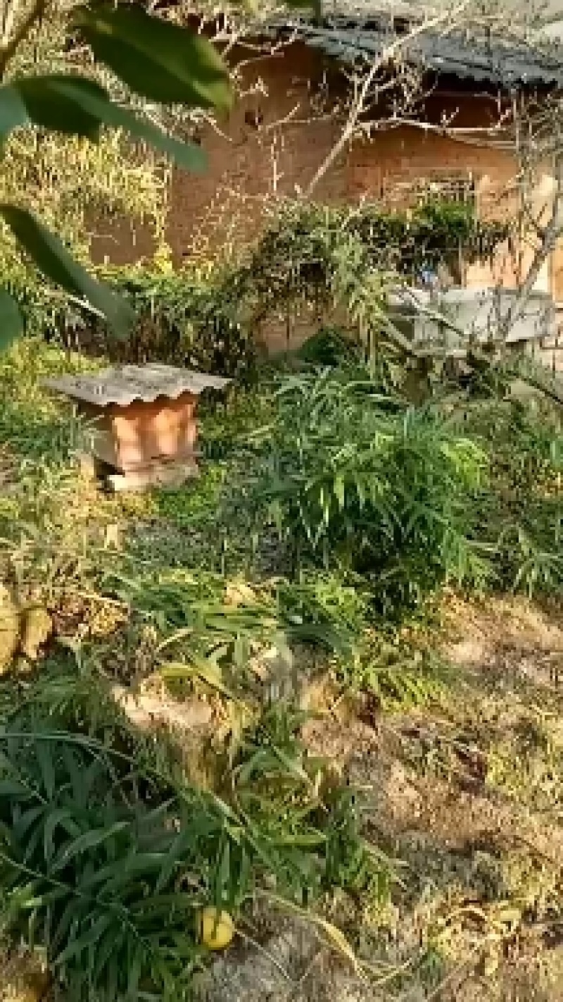 黄精种子