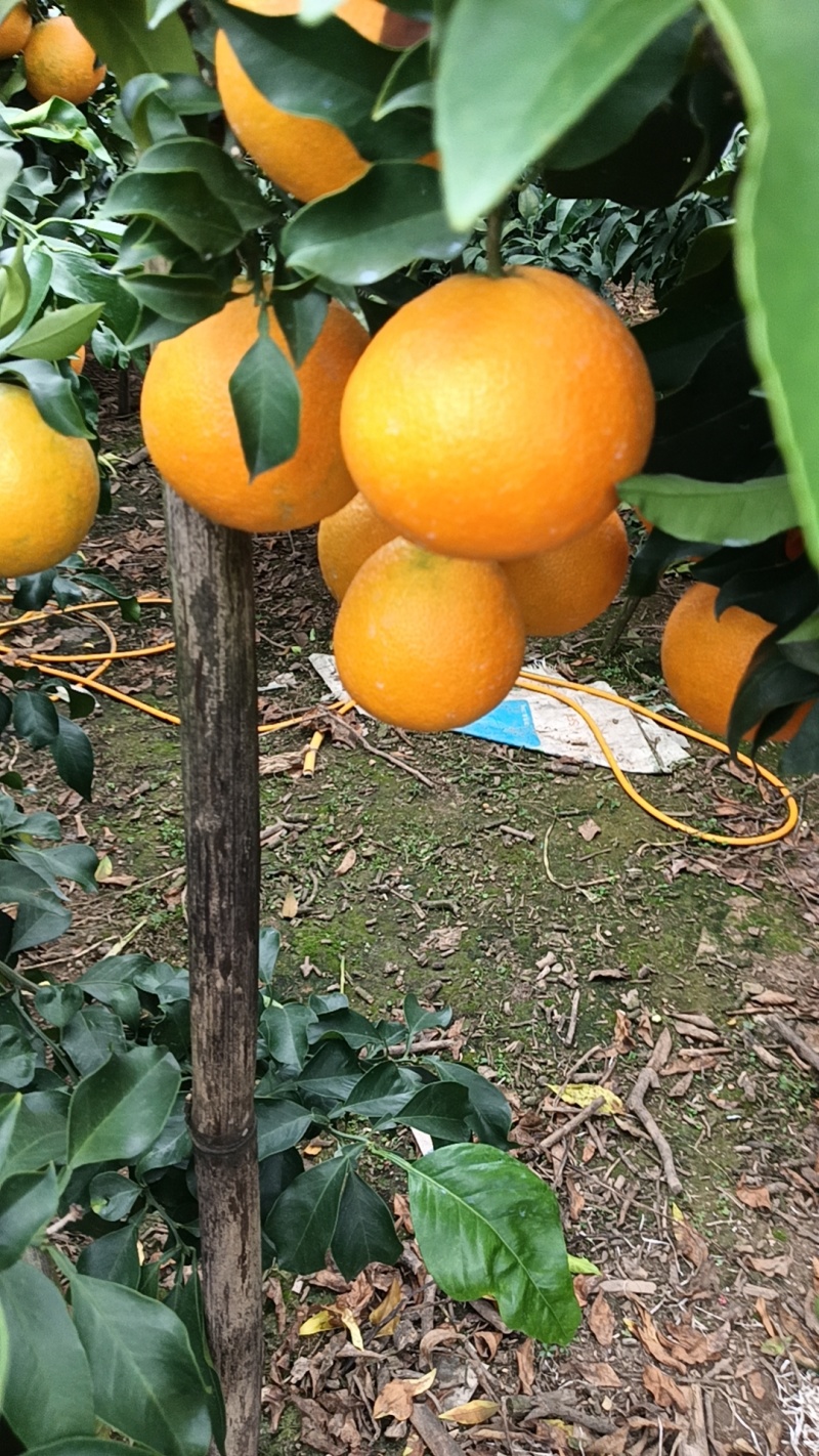 爱媛采摘季节，价格电话联系***********