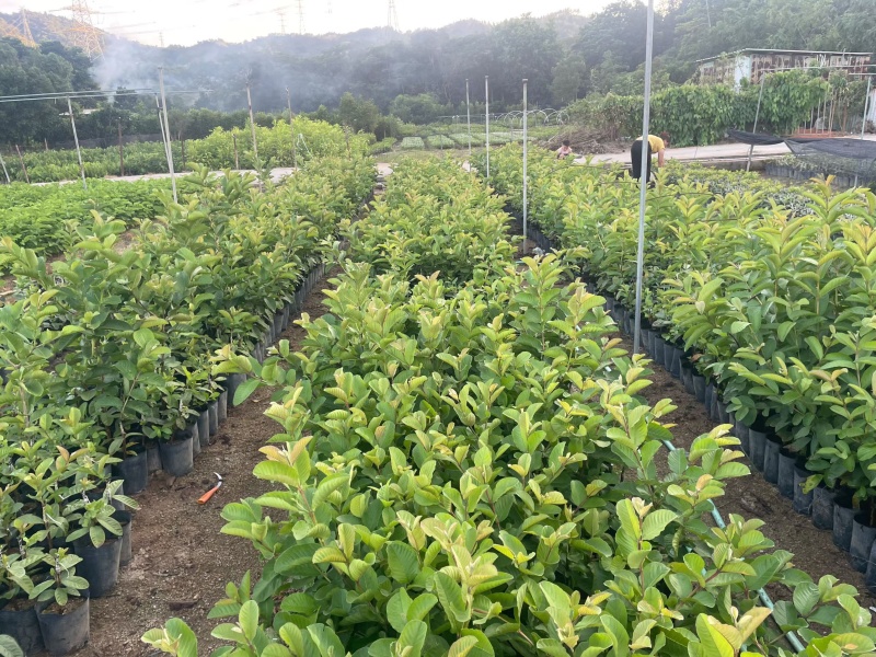 广东红宝石芭乐番石榴苗基地直发可提供技术支持